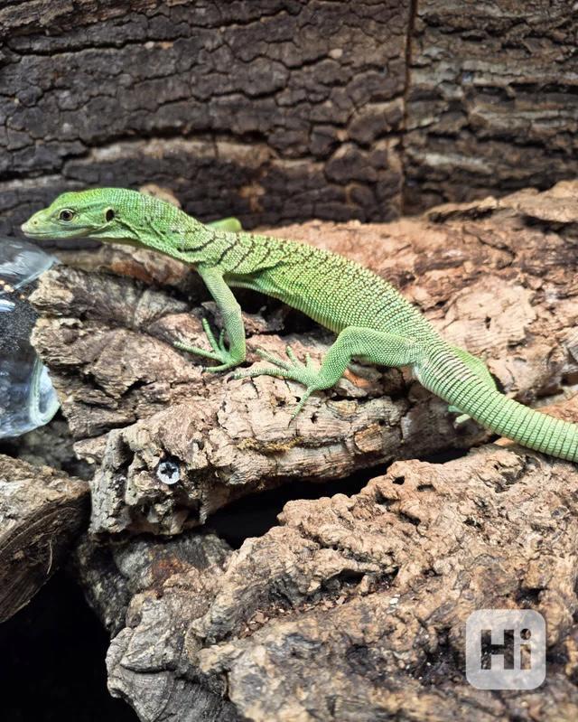 Samec varana zeleného - foto 1