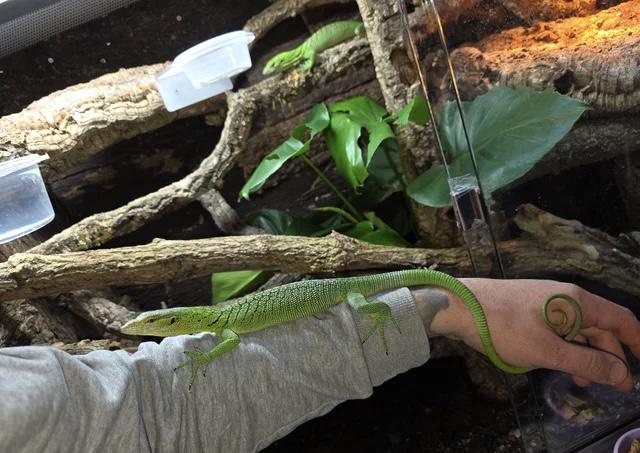 Samec varana zeleného - foto 4