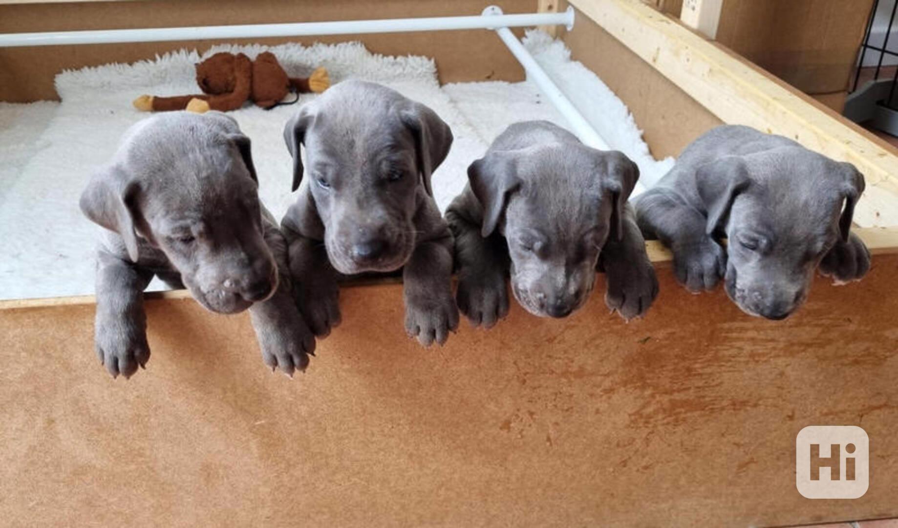 Štěňata německé dogy nejvyšší kvality s rodokmenem - foto 1