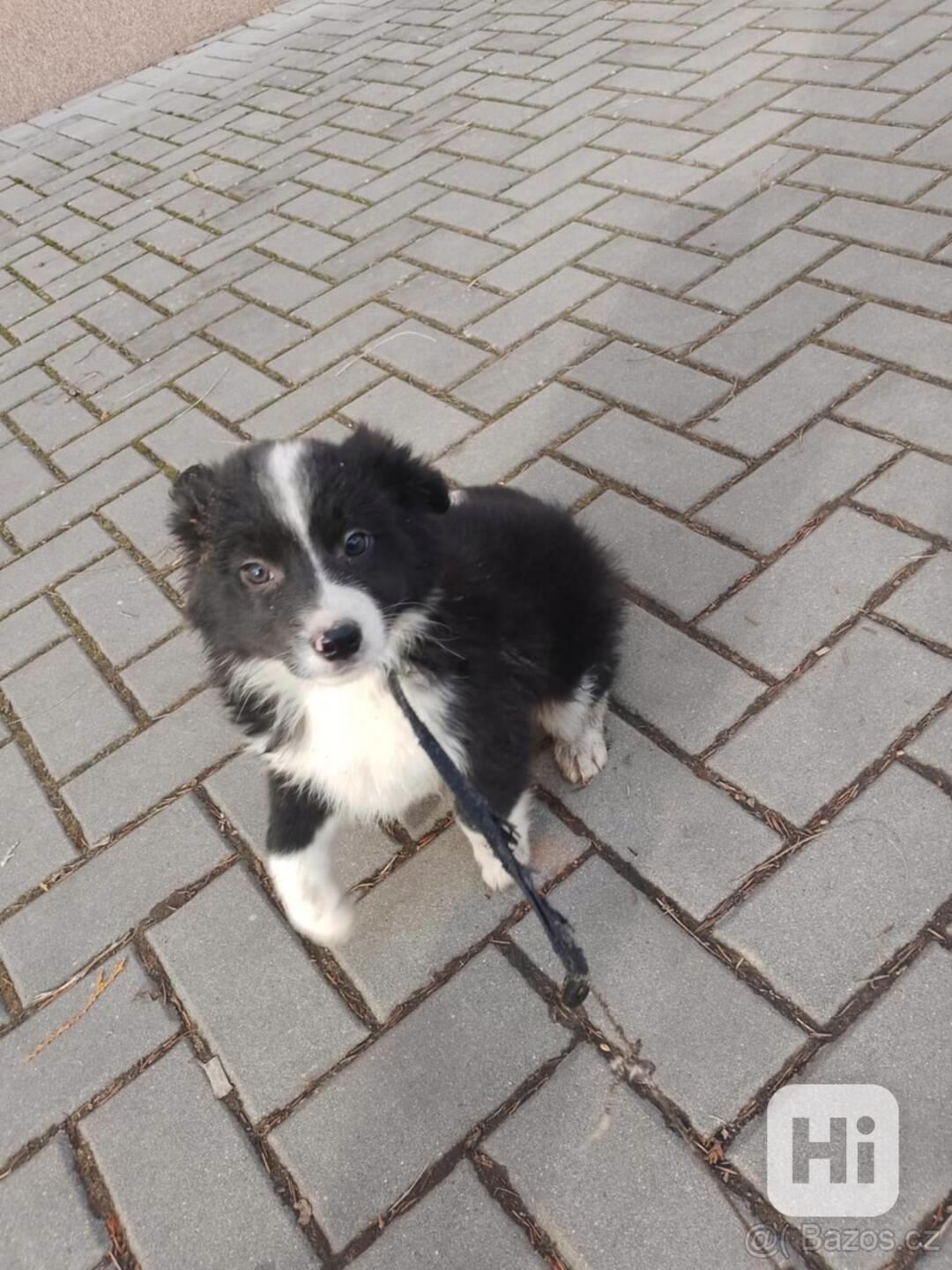 Štěně Bordel Kolie  - foto 1