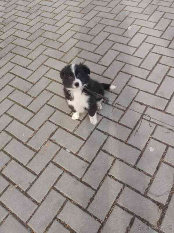 Štěně Bordel Kolie  - foto 2