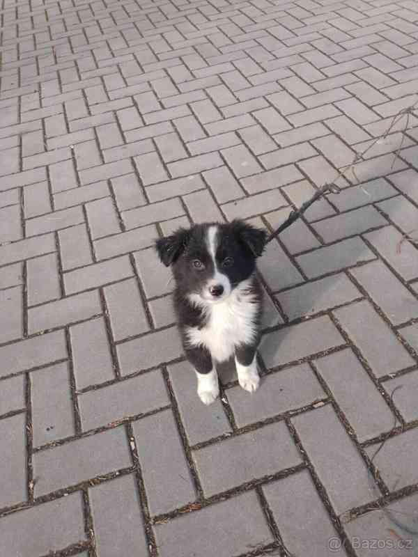 Štěně Bordel Kolie  - foto 4