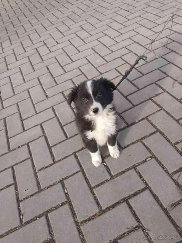 Štěně Bordel Kolie  - foto 5