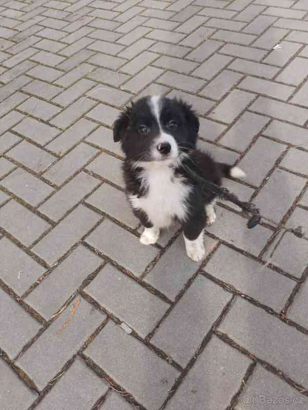 Štěně Bordel Kolie  - foto 3