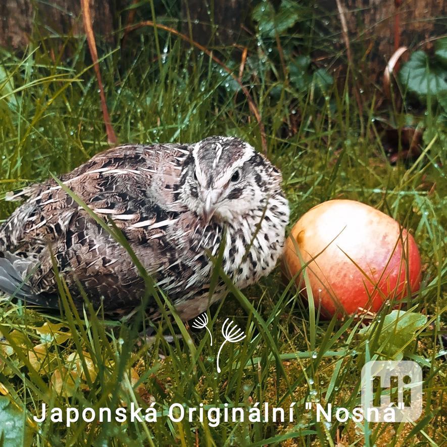 Japonská Nosná Křepelka - Super Nosnice - Násadová vejce - foto 1