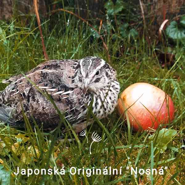 Japonská Nosná Křepelka - Super Nosnice - Násadová vejce - foto 1