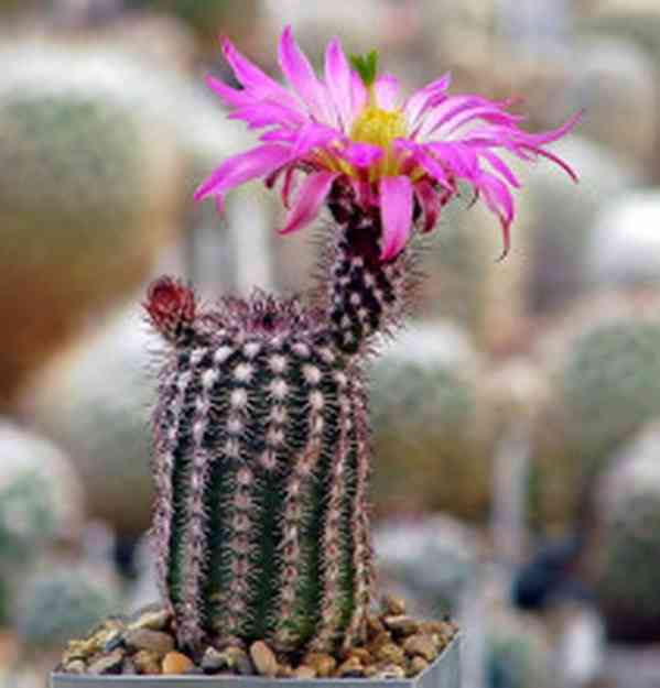 semena kaktus Echinocereus bristolii SB 463