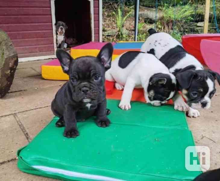 štěňata francouzského buldočka Dobre vycvicená štenata franc - foto 1