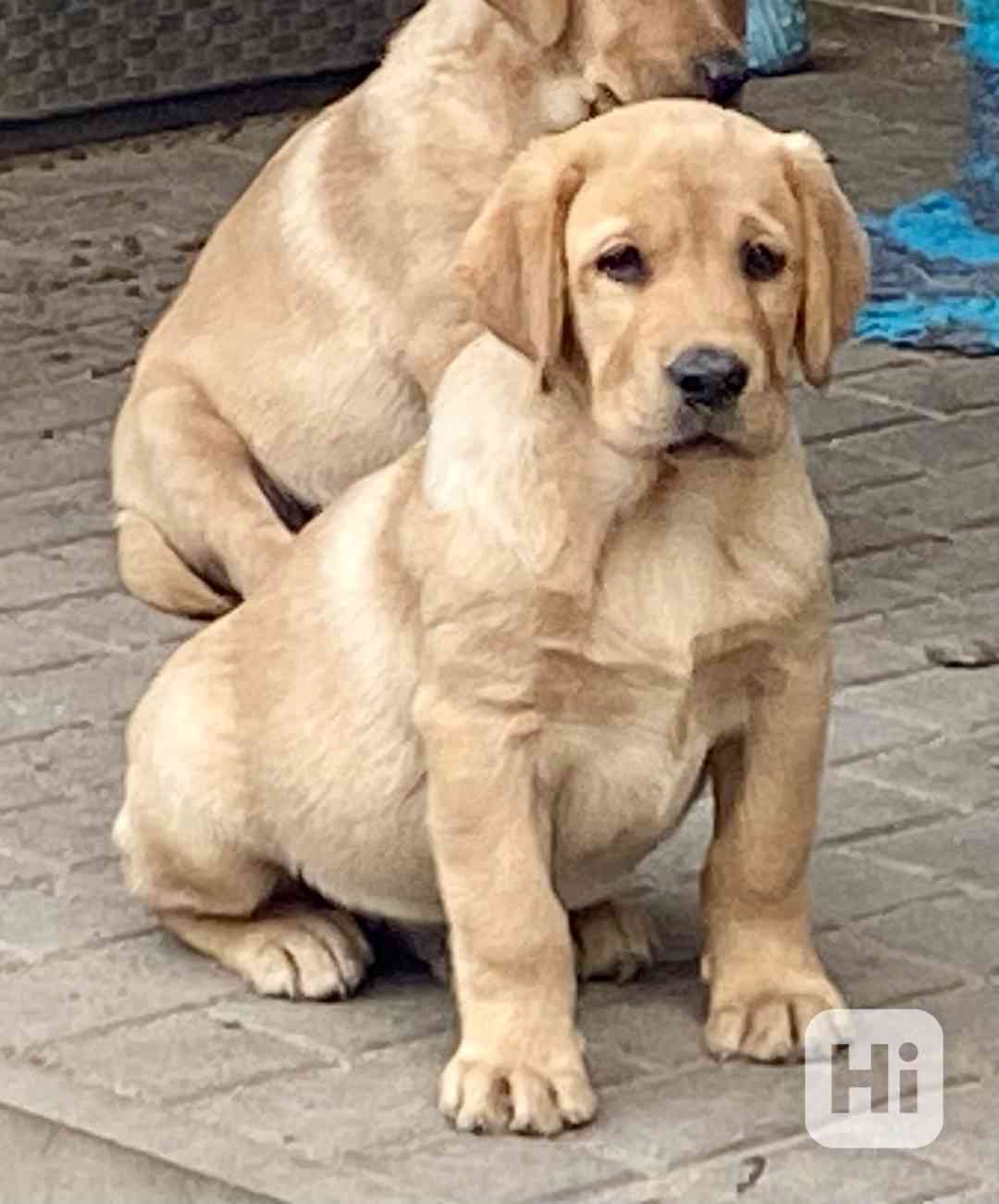 Labrador - štěňata s PP  - foto 1