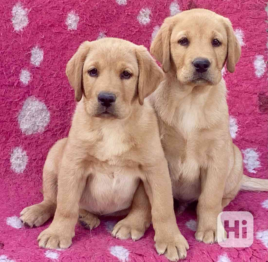 Labrador - štěňata s PP  - foto 1