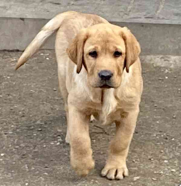 Labrador - štěňata s PP  - foto 5