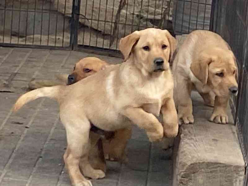 Labrador - štěňata s PP  - foto 3