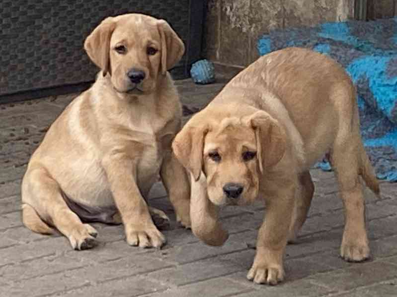 Labrador - štěňata s PP  - foto 2