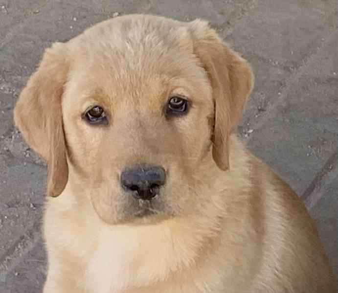 Labrador - štěňata s PP  - foto 3