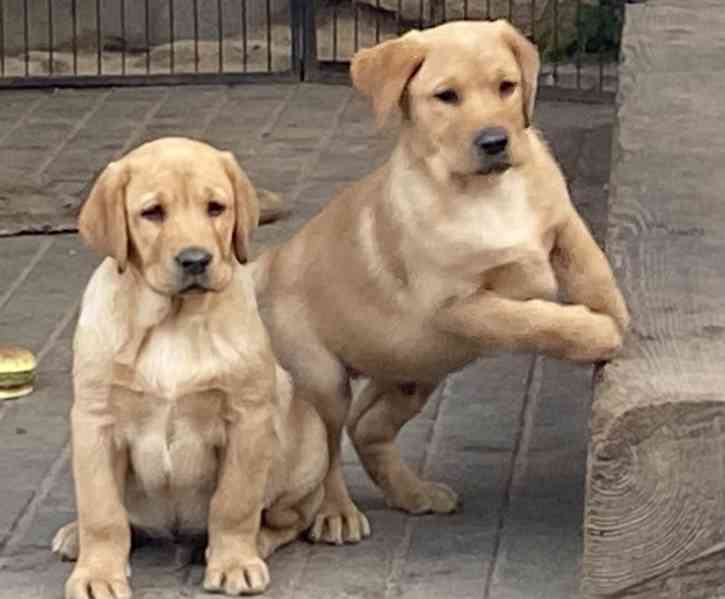 Labrador - štěňata s PP  - foto 4