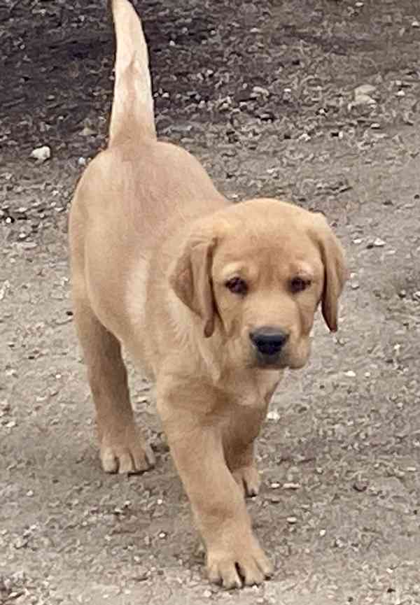 Labrador - štěňata s PP  - foto 4