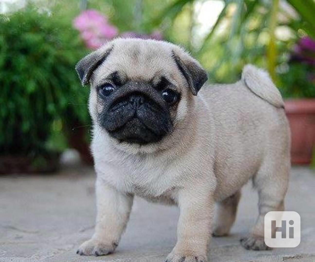 Mopsíci Štěňata k adopci - foto 1