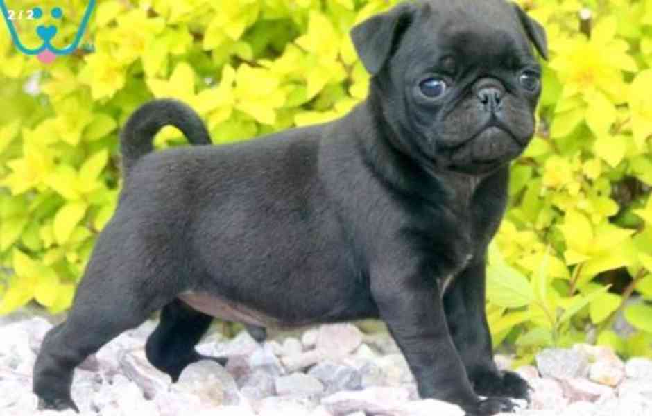 Mopsíci Štěňata k adopci - foto 2