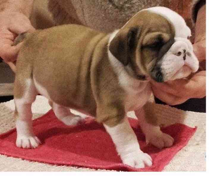  štěňata anglického buldoka k adopci  - foto 1