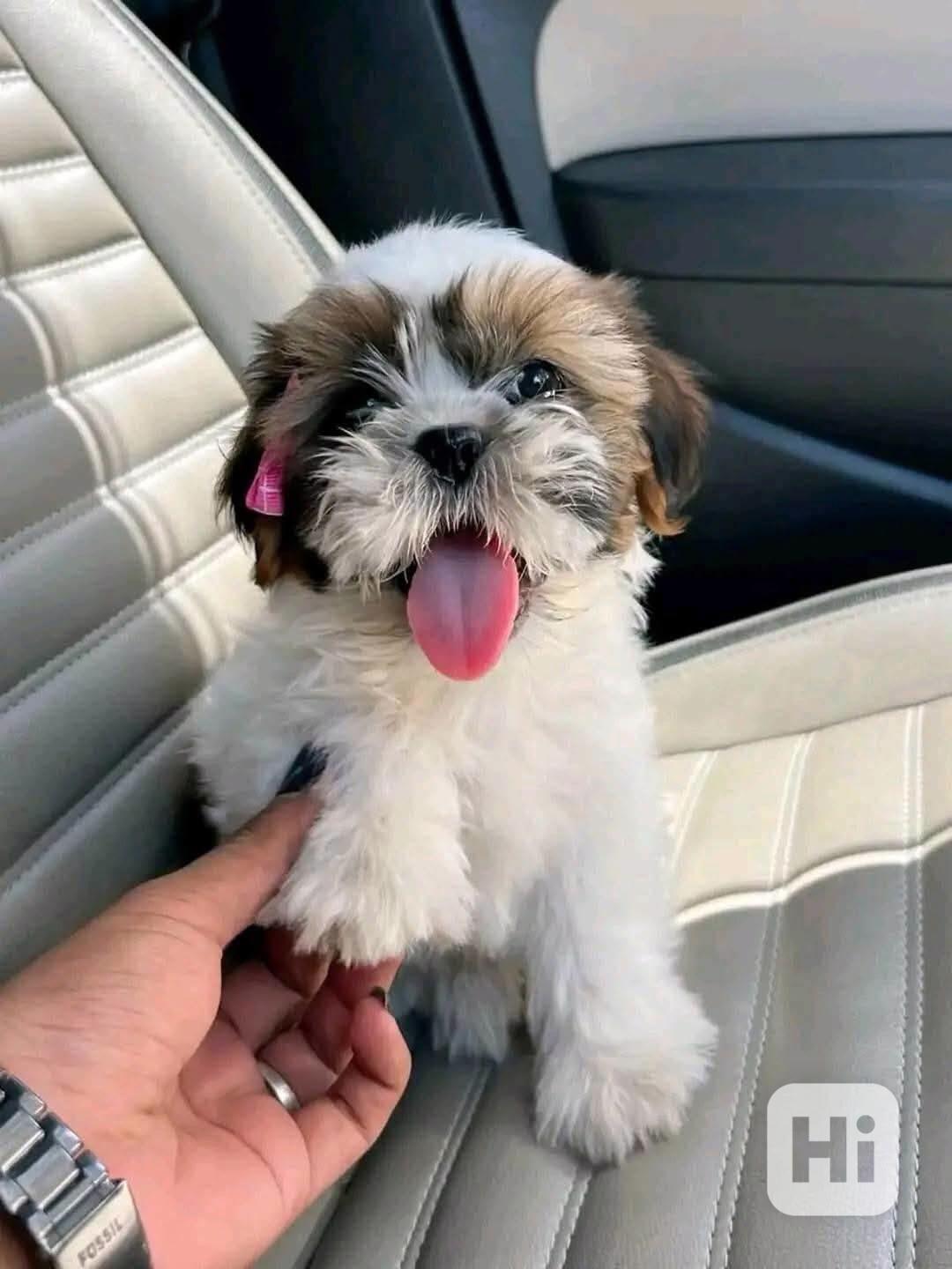 Shih-tzu s PP - foto 1