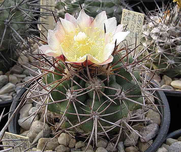 semena kaktus Copiapoa alticostata
