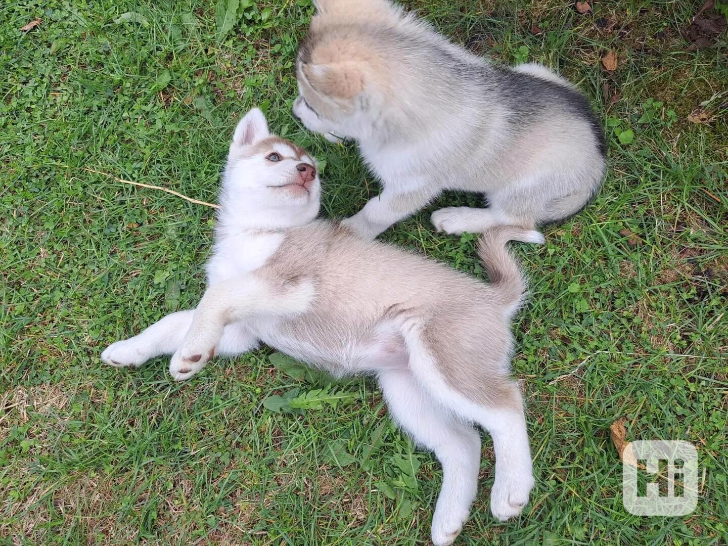 Sibiřský husky - foto 1