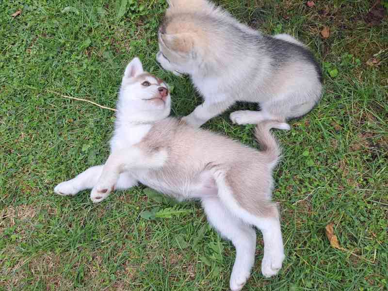 Sibiřský husky - foto 1