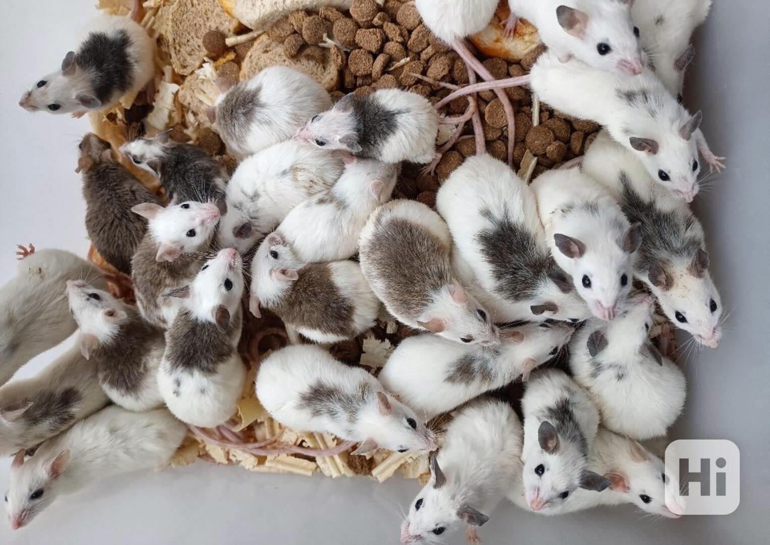 Mastomyši /krysa malá/ - foto 1