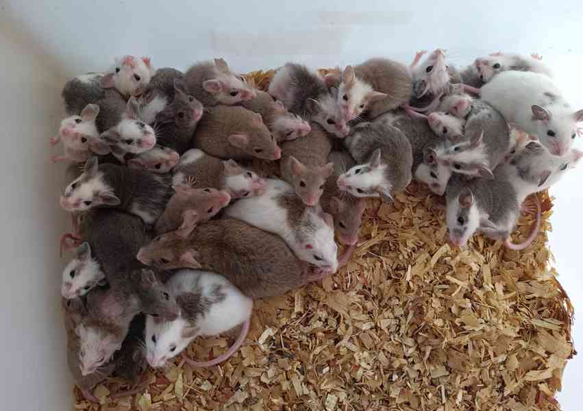 Mastomyši /krysa malá/ - foto 2