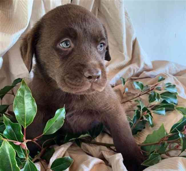 Domů vyškolené Labrador Retriever štěňata - foto 2
