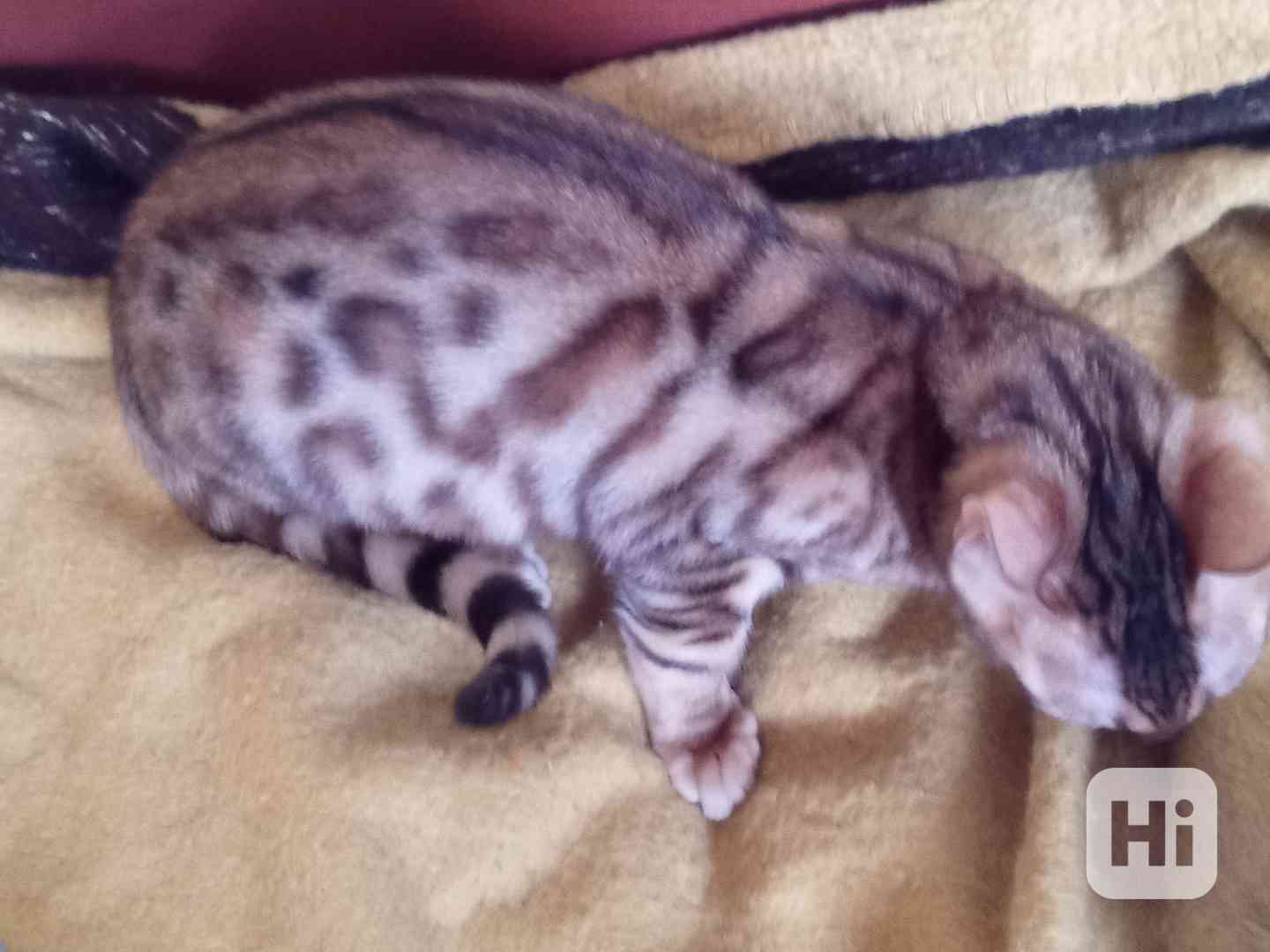 Zvířata bengálska kočička  - foto 1