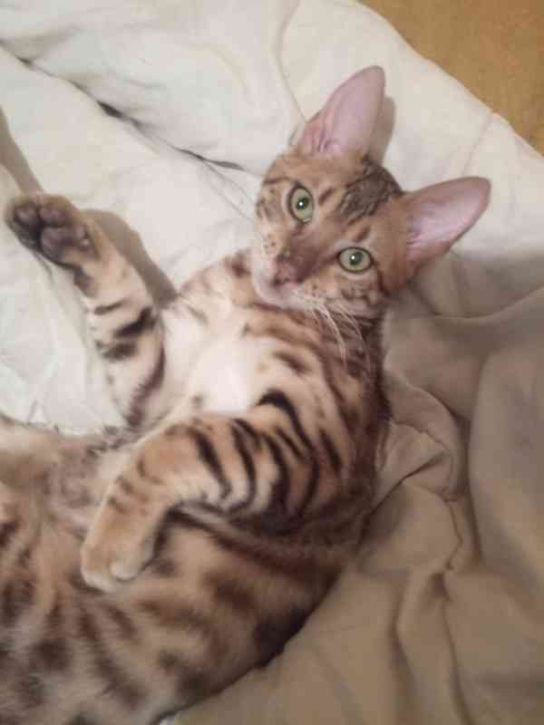 Zvířata bengálska kočička  - foto 4