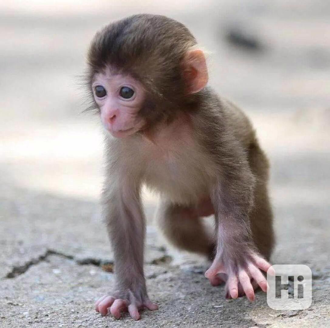 K dispozici roztomilé kapucínské opice - foto 1