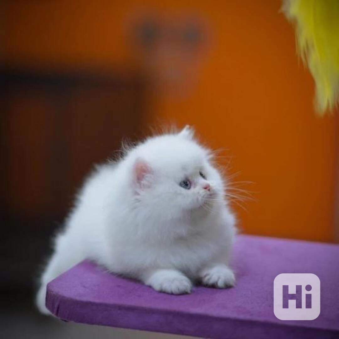 Perská koťata spp - foto 1