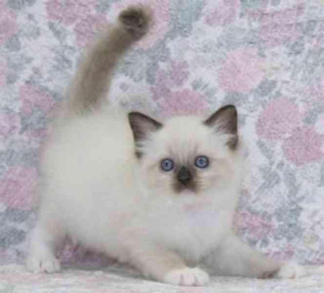 ragdoll koťata k adopci - foto 1