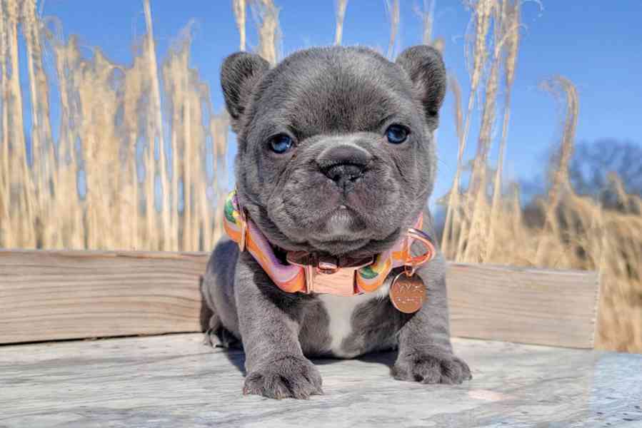 Französische Bulldoggenwelpen - foto 3