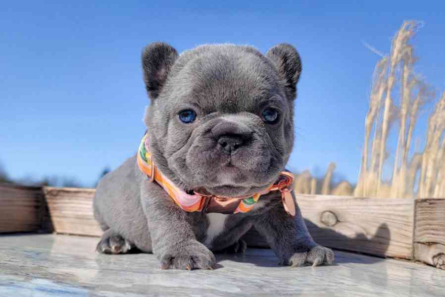 Französische Bulldoggenwelpen - foto 2