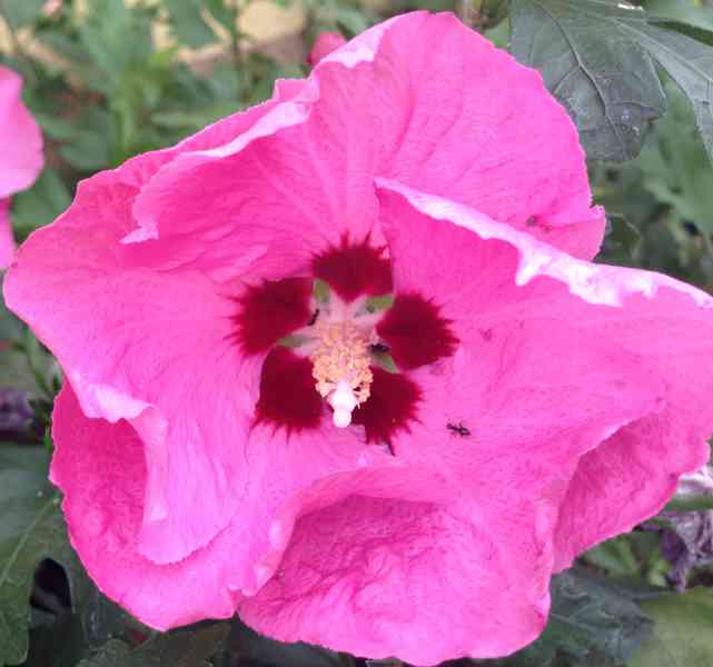 Venkovní IBIŠKY - syrské a bahenní barevné květy i plnokvěté - foto 12