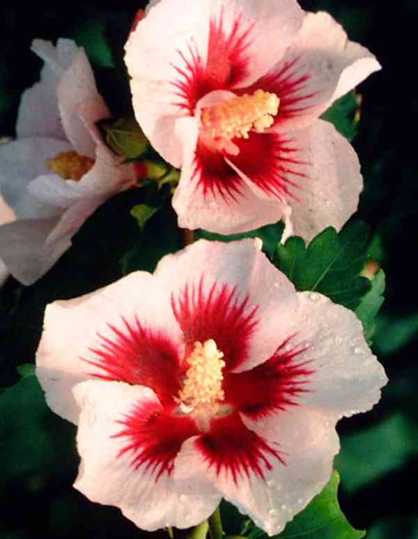 Venkovní IBIŠKY - syrské a bahenní barevné květy i plnokvěté - foto 10