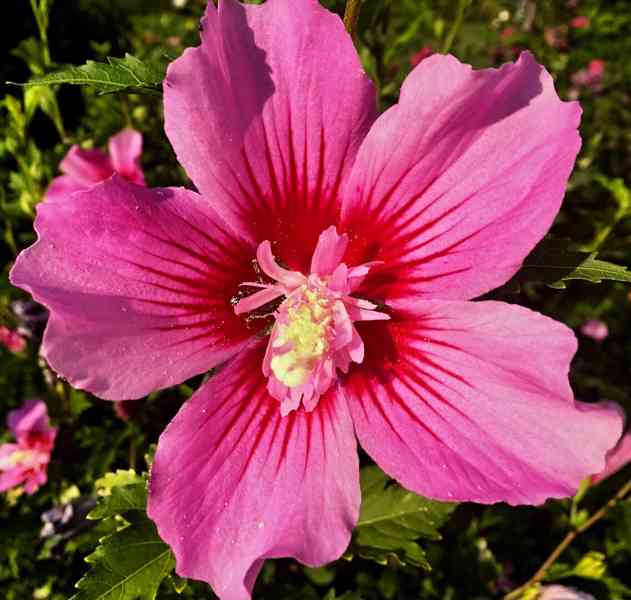 Venkovní IBIŠKY - syrské a bahenní barevné květy i plnokvěté - foto 15