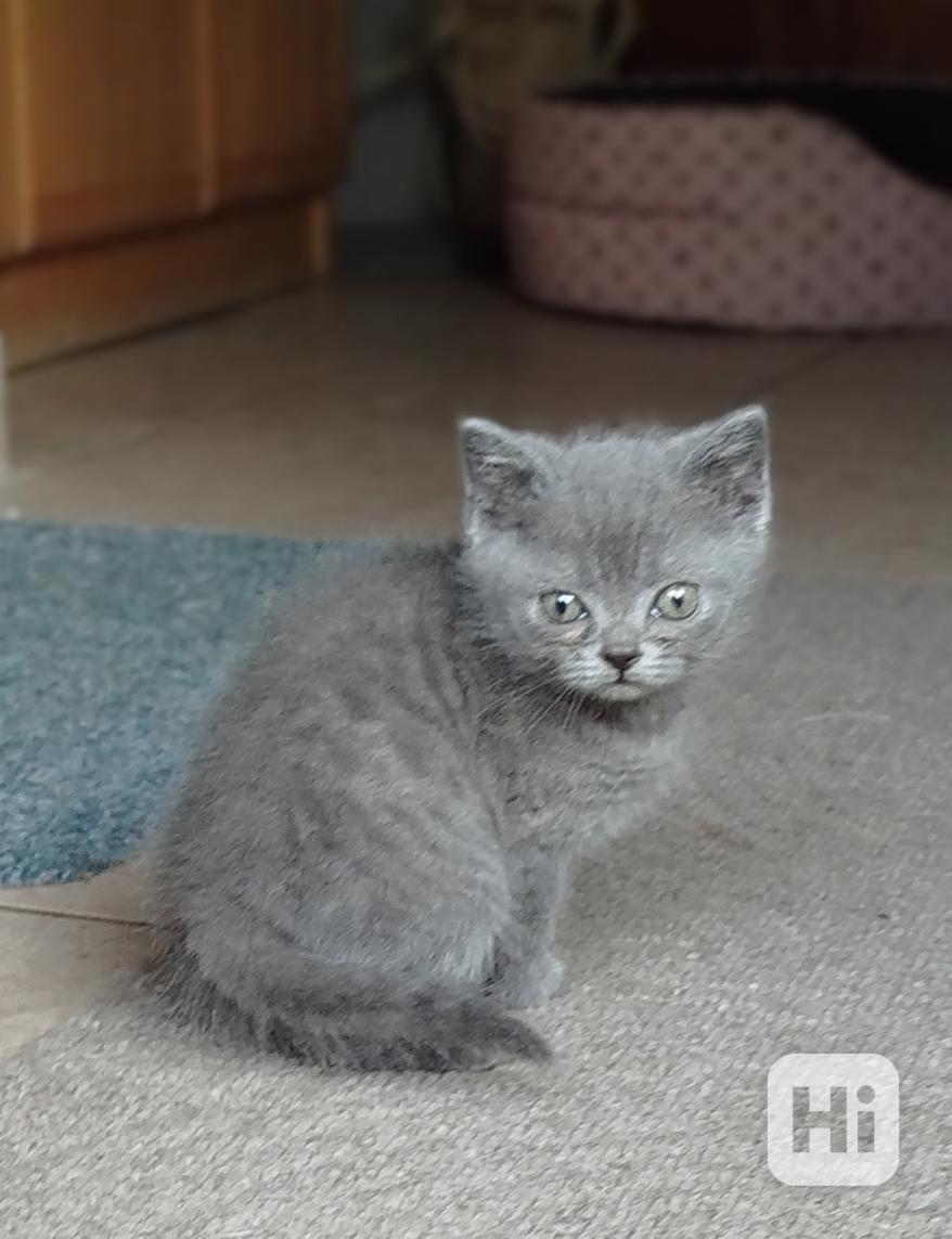 Kotě britské modré kočky  - foto 1