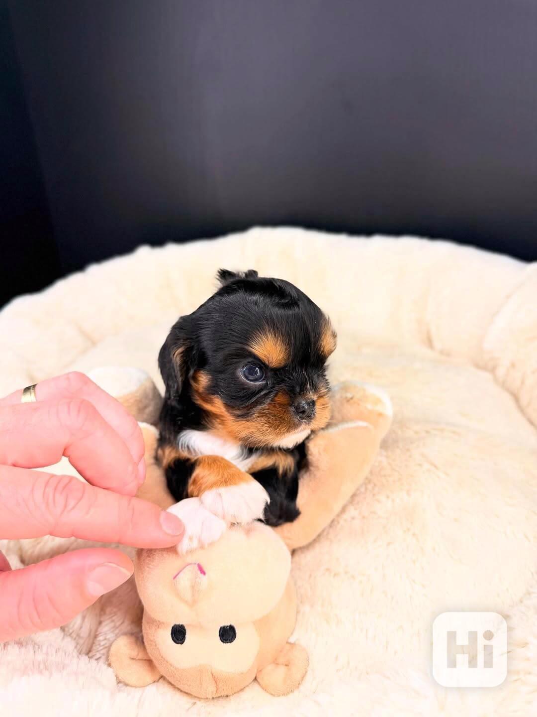 Roztomilé štěně Cavalier King Charles - foto 1