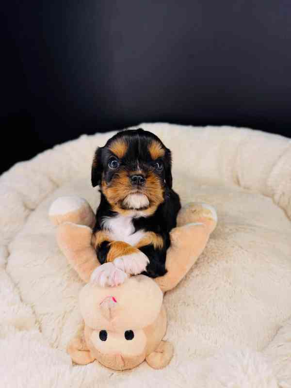 Roztomilé štěně Cavalier King Charles - foto 3