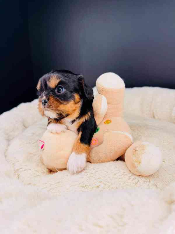 Roztomilé štěně Cavalier King Charles - foto 4