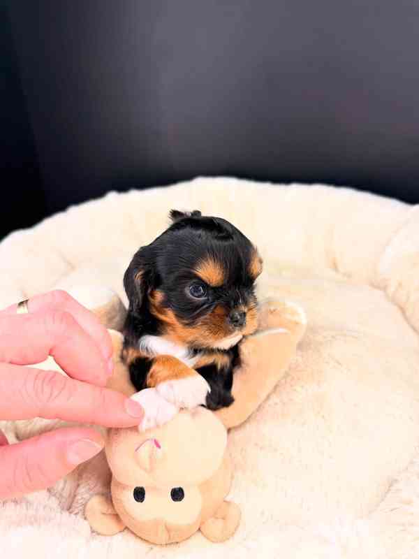 Roztomilé štěně Cavalier King Charles - foto 2