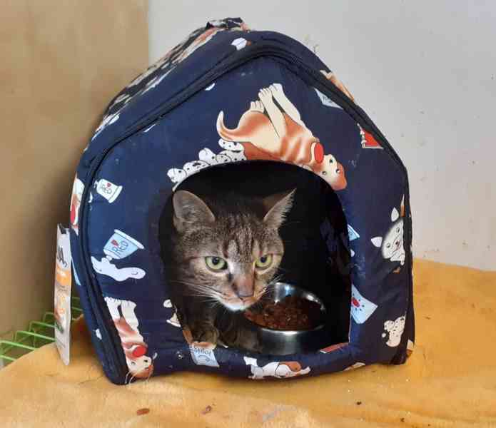 Hodná, klidná, hladivá 5letá mourinka Luna - foto 6