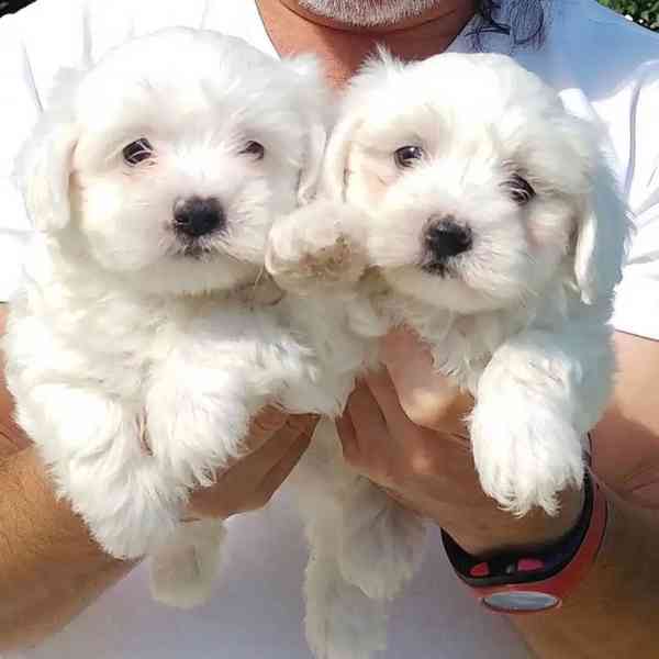  štěňata maltipoo