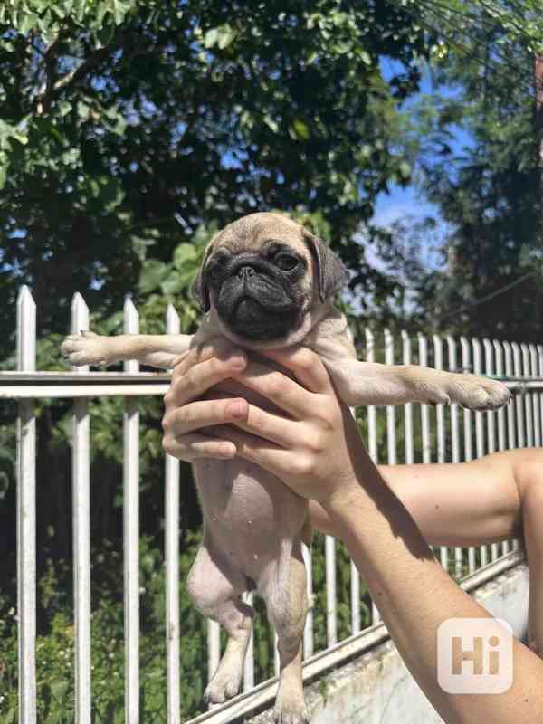 🐾🥰 Štěňata mopsů k adopci! - foto 2