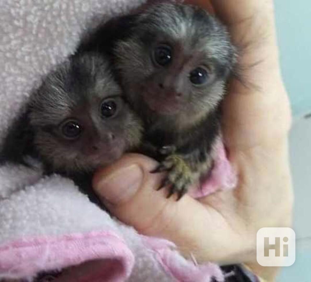 Milující opice marmoset připravené k adopci - foto 1