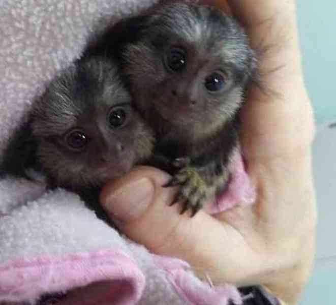 Milující opice marmoset připravené k adopci